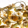 Althaus Chamomile Meadow - Ромашковый Луг, 75 гр.